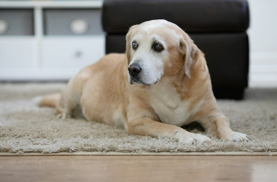Älterer Labrador mit Arthrose liegt auf einem Teppich