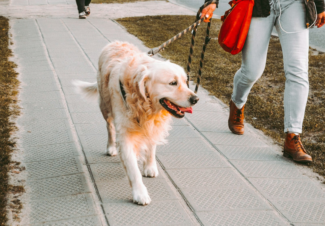 Golden Retriever beim Spaziergang an der Leine