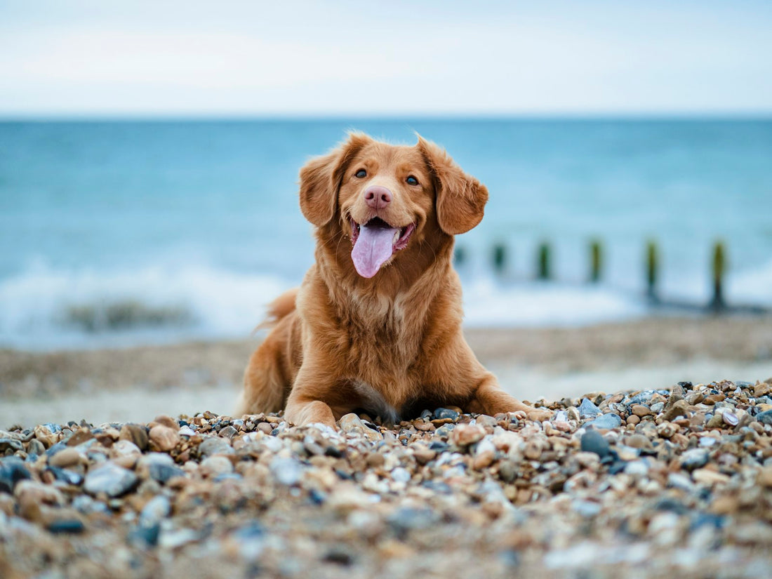 Glücklicher Hund liegt am Strand