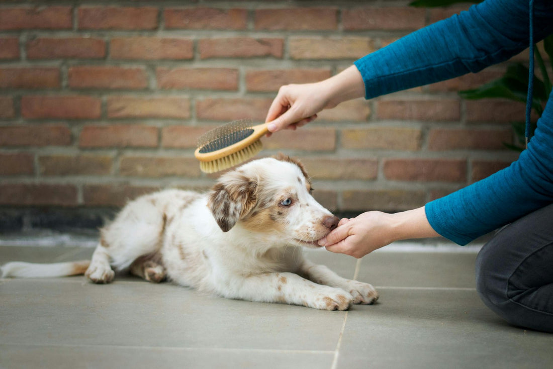 Hund wird mit einer Bürste gepflegt