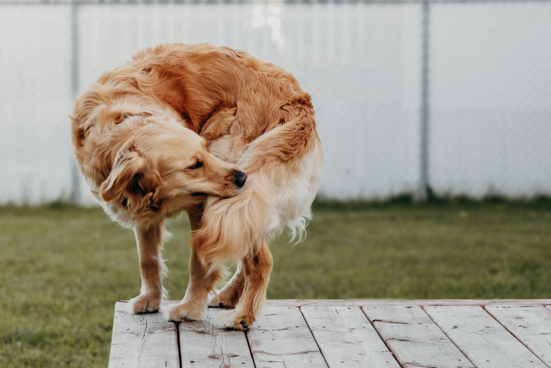 Golden Retriever kratzt sich an der Flanke