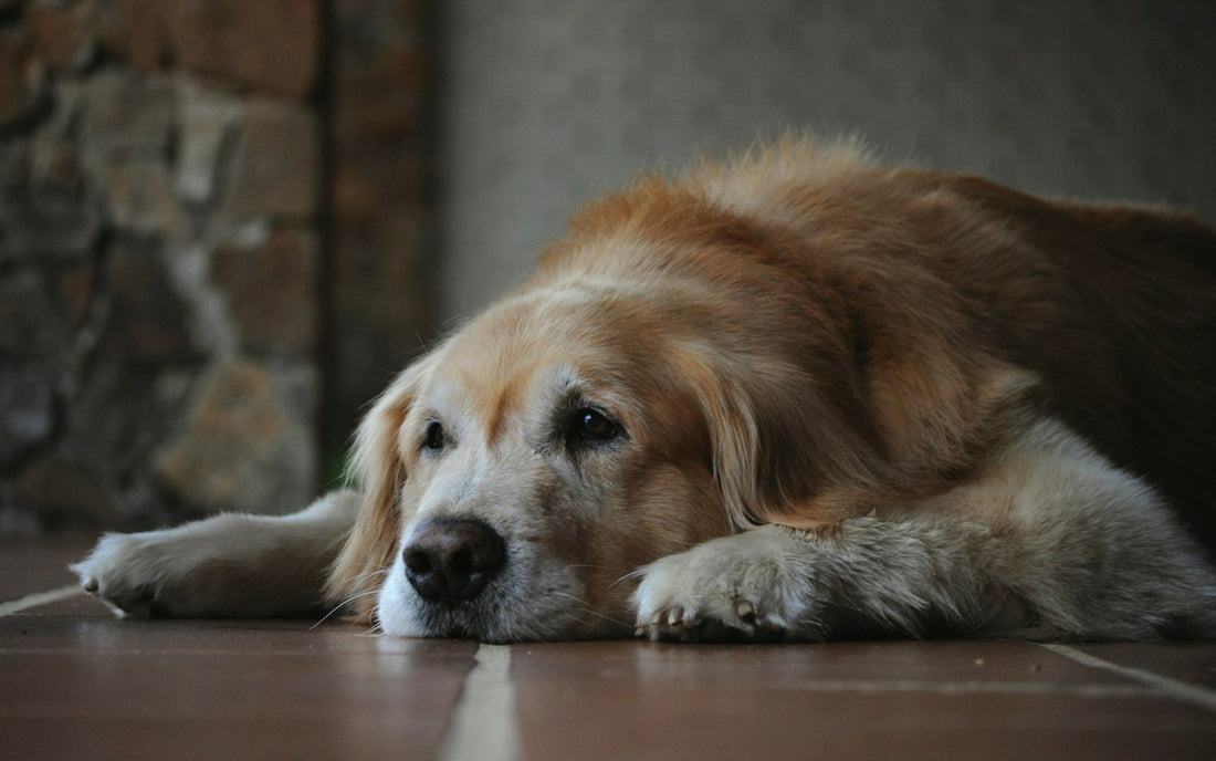 Älterer Golden Retriever liegt ruhig auf dem Boden