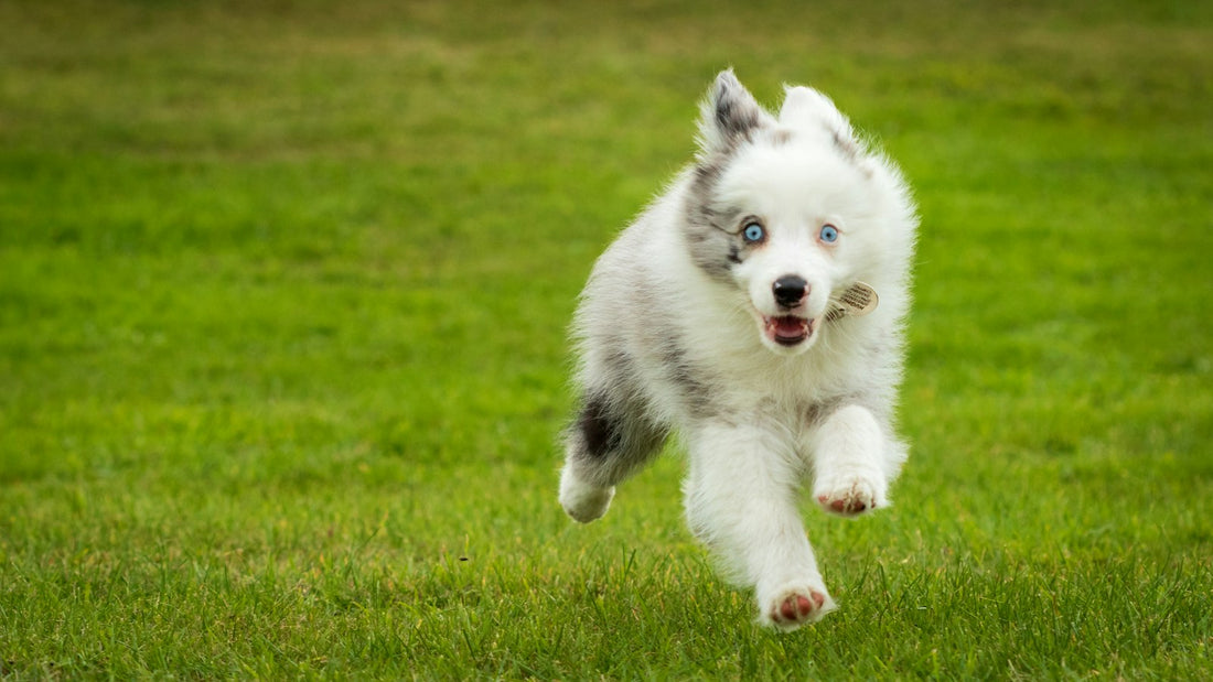 Junger Australian Shepherd rennt über eine Wiese