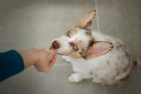 Hund frisst einen Soft Chew aus der Hand