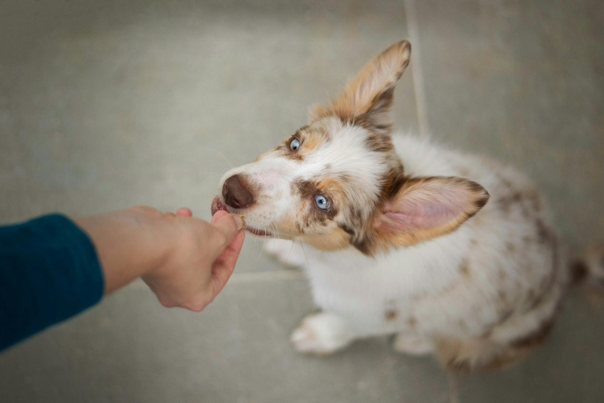 Hund frisst einen Soft Chew aus der Hand